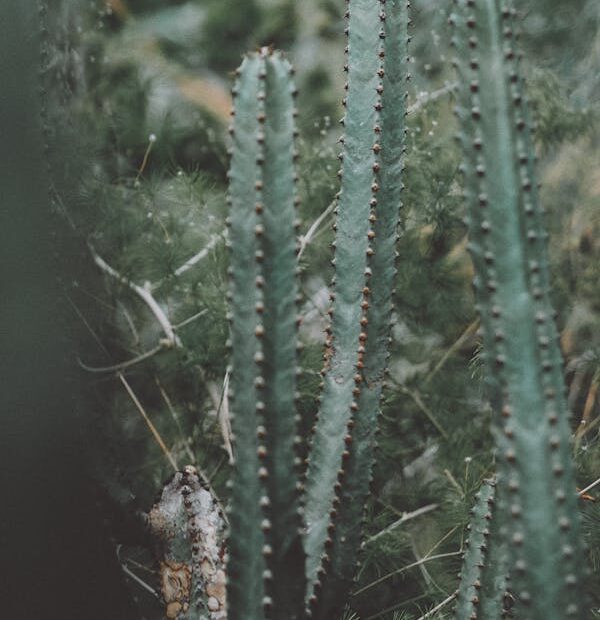 Climate Change Adaptation Strategies: Building Resilience for the Future