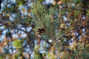 Navigating Climate Policy and Regulatory Compliance