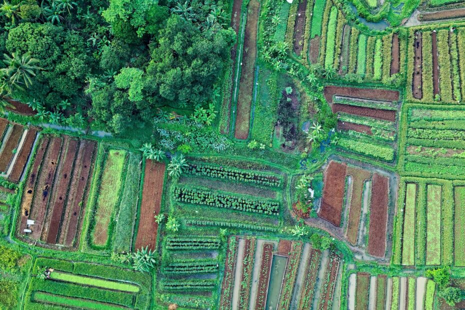 Biodiversity and Ecosystem Services Management